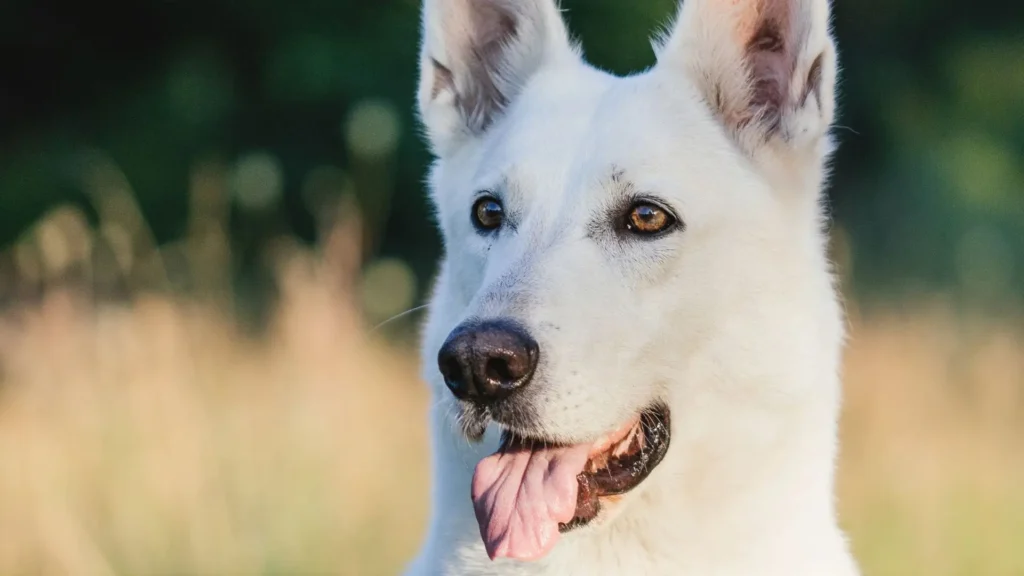 Is A White German Shepherd Rare?