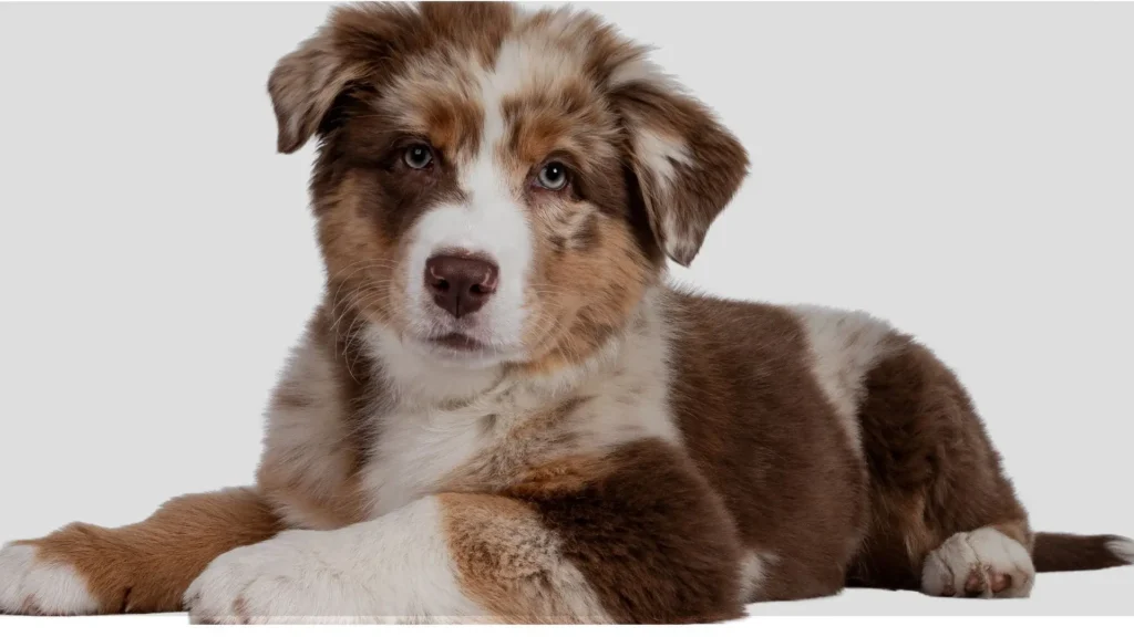 The Ultimate Guide To Raising A Happy And Healthy Dog